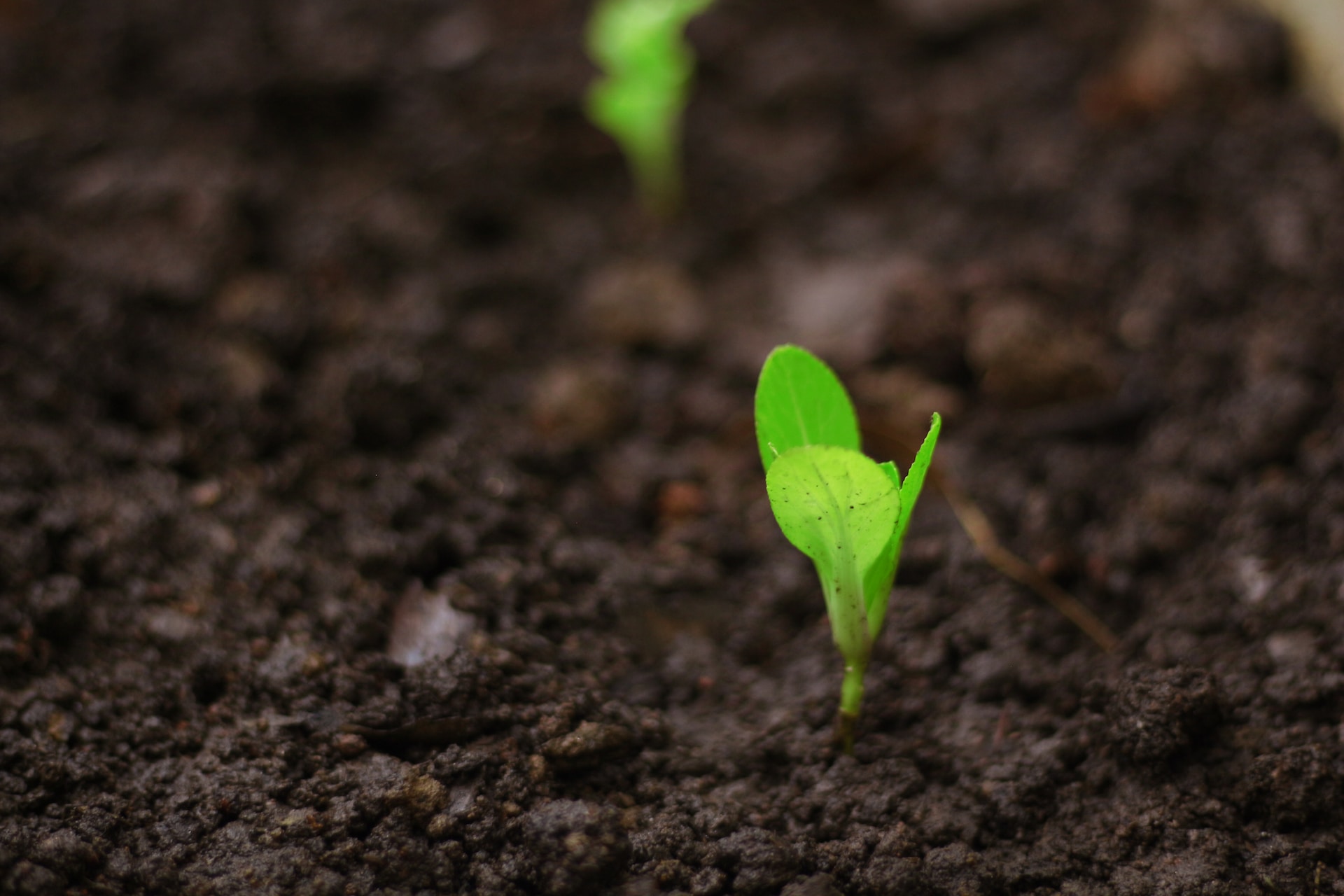 AXA IM Alts announces $49 million to invest into Mombak reforestation projects. Photo by Daniel Dan on Unsplash.